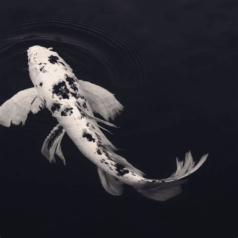 black and white koi fish meaning